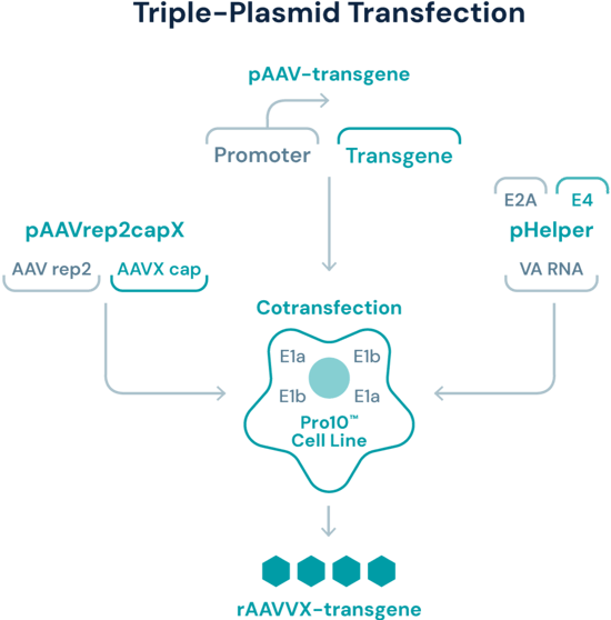 Diagram of the Triple-Plasmid Transfection process Diagram of the Triple-Plasmid Transfection process