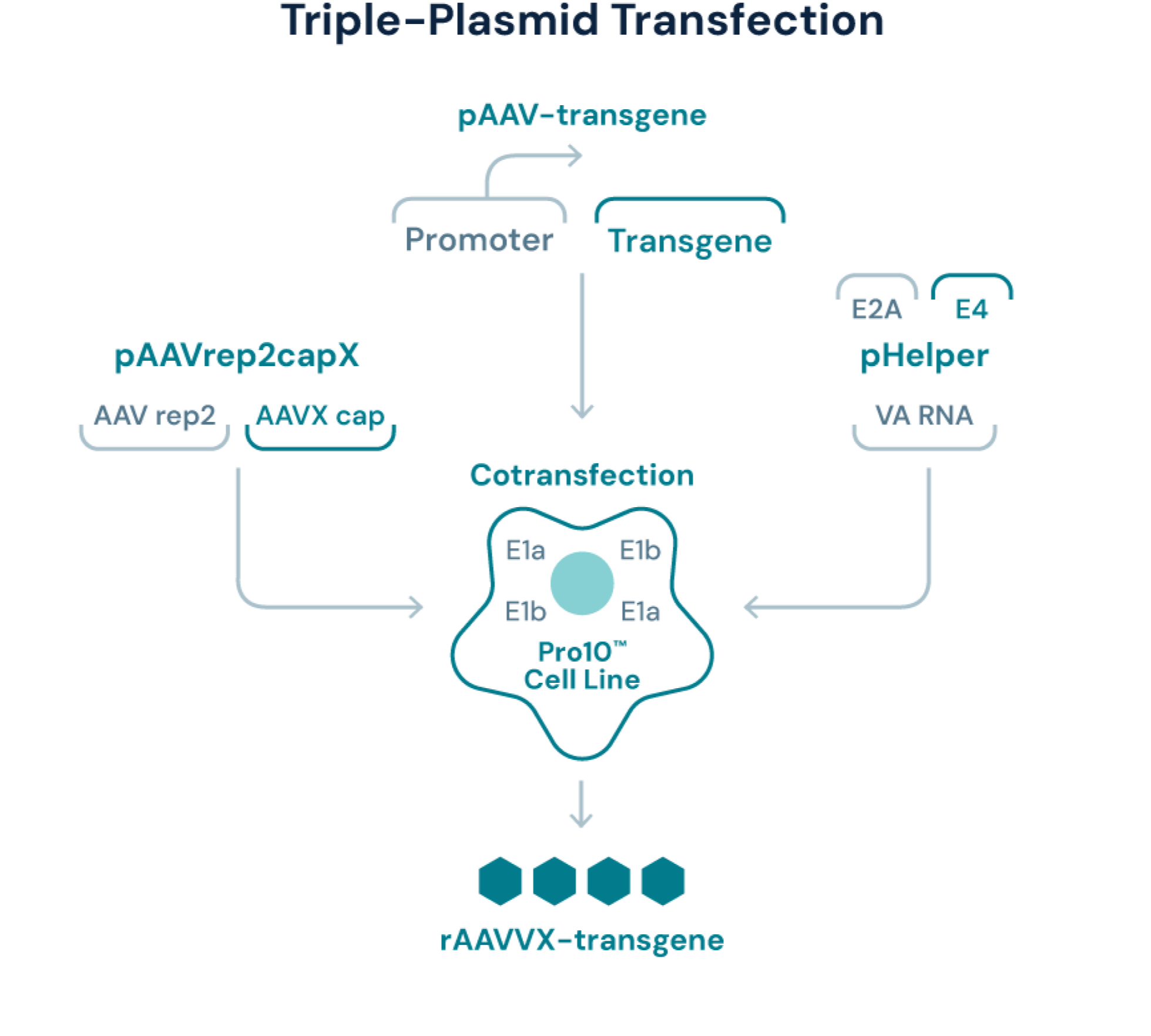 Triple-Plasmid Transfection
