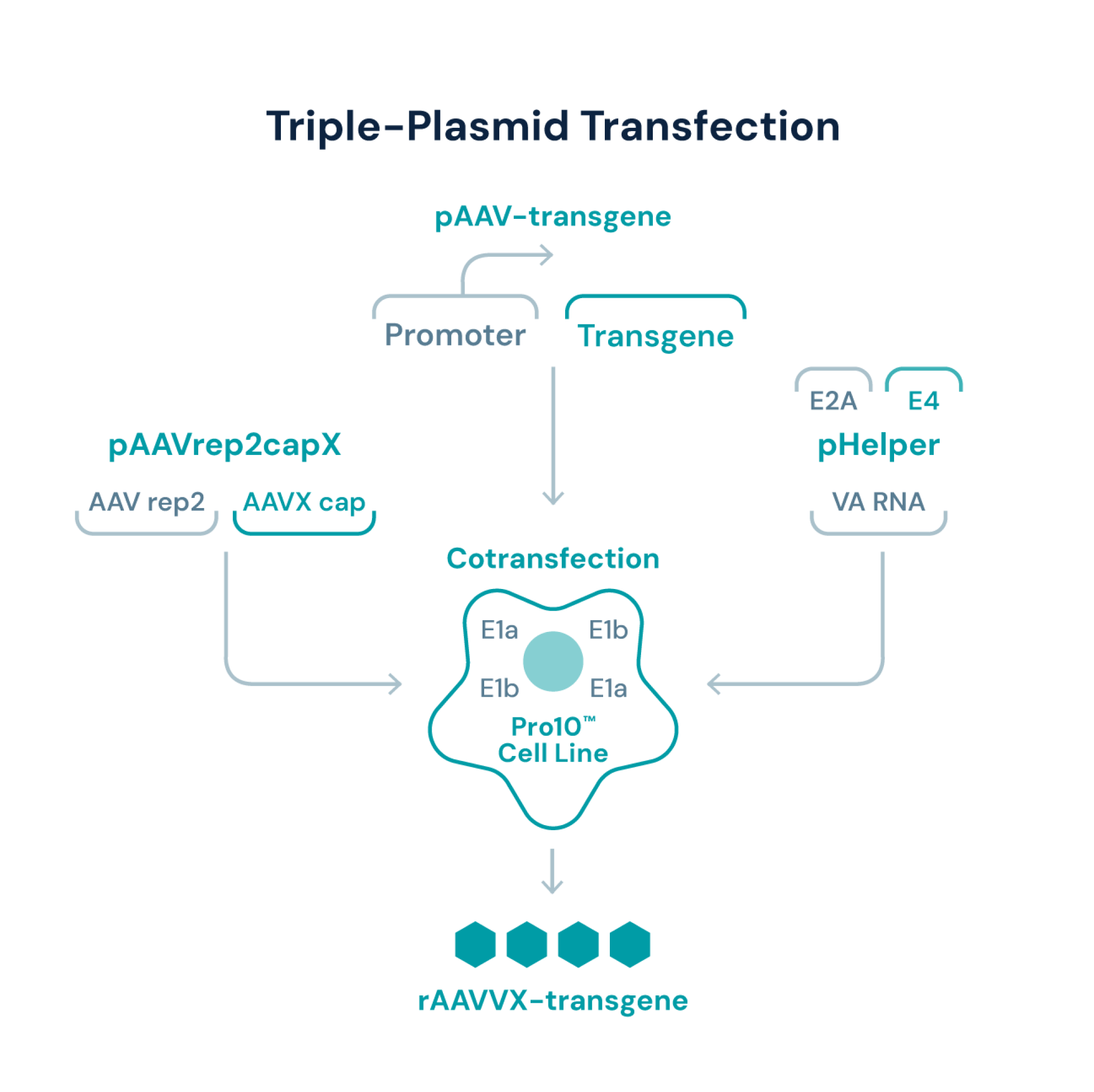 Triple-Plasmid Transfection Triple-Plasmid Transfection